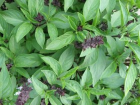Tukmaria indiai édes bazsalikom, Ocimum basilicum, fűszernövény, fűszer